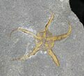 Ordovician Brittle Star Fossil - Part & Counterpart #28066-1
